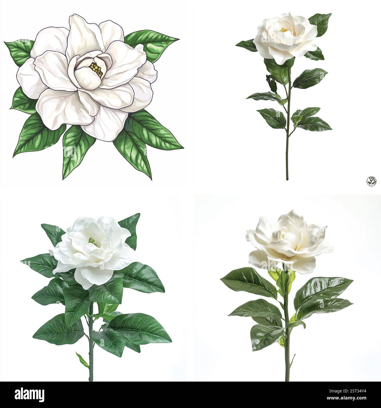 Quatre illustrations exquises et détaillées de fleurs de magnolia et de camélia de couleur crème avec des feuilles vertes luxuriantes. Illustration de Vecteur