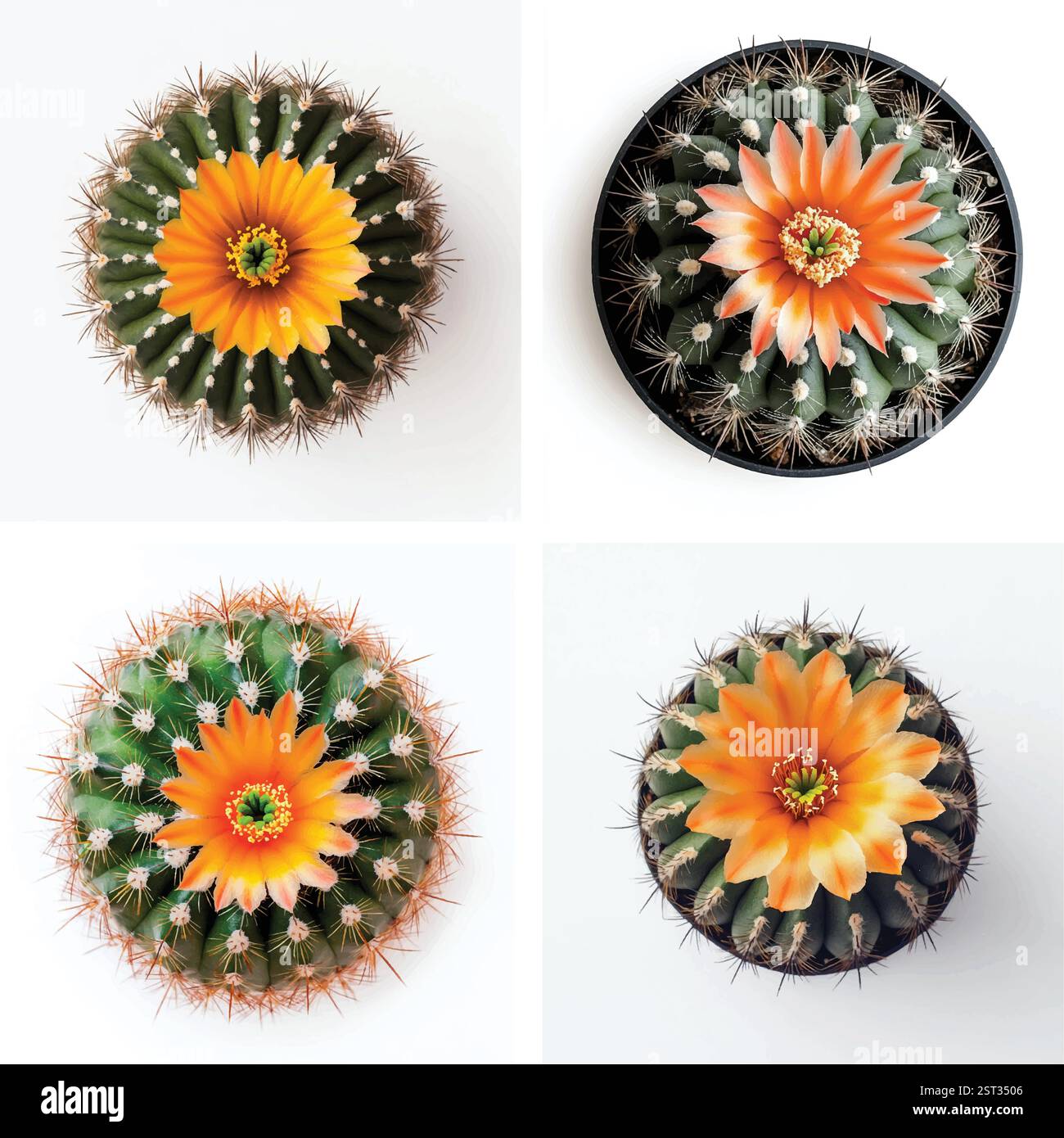 Quatre plantes de cactus en fleurs dans des pots noirs sur fond blanc Illustration de Vecteur