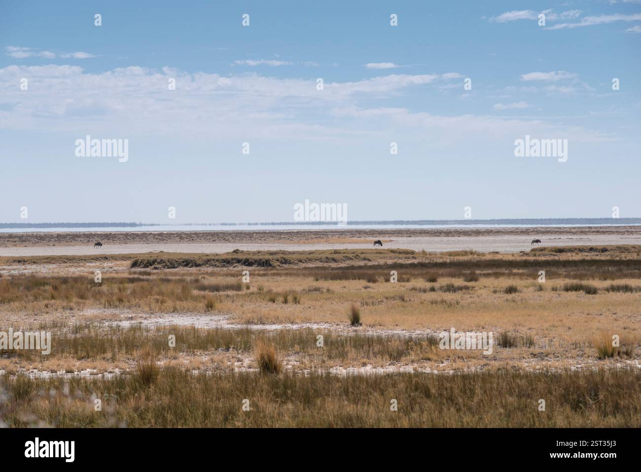 Antilopes lointaines marchant au fond sec du lac par saison sèche dans le parc national d'Etosha en Namibie Banque D'Images