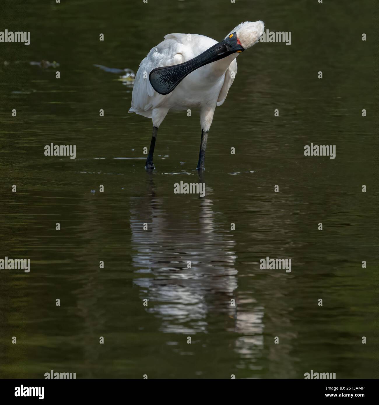 Royal Spoonbill (Platalea regia) grand oiseau blanc visible avec un long bec en forme de cuillère, peau du visage noire, debout dans l'eau avec un reflet. Banque D'Images