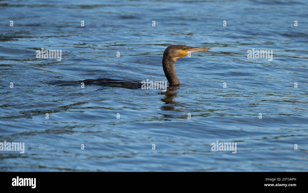 Le grand cormoran (Phalacrocorax carbo) est le plus grand des cinq membres de la famille des cormorans en Australie, plongeant pour les poissons, Banque D'Images