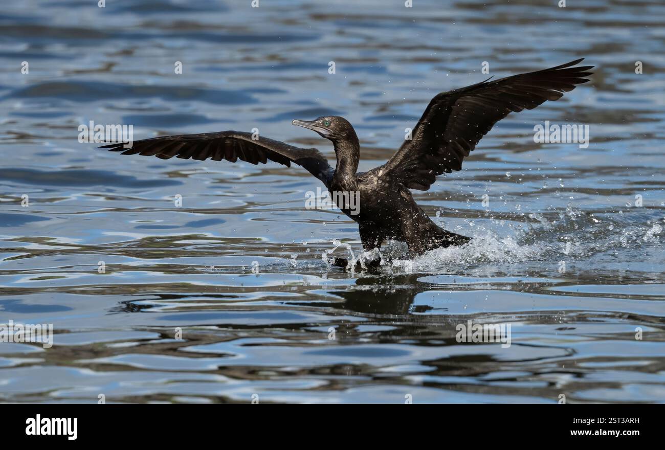 Le petit cormoran noir (Phalacrocorax sulcirostris) un petit cormoran mince, totalement noir avec un oeil vert et un éclat verdâtre à l'arrière et un Banque D'Images