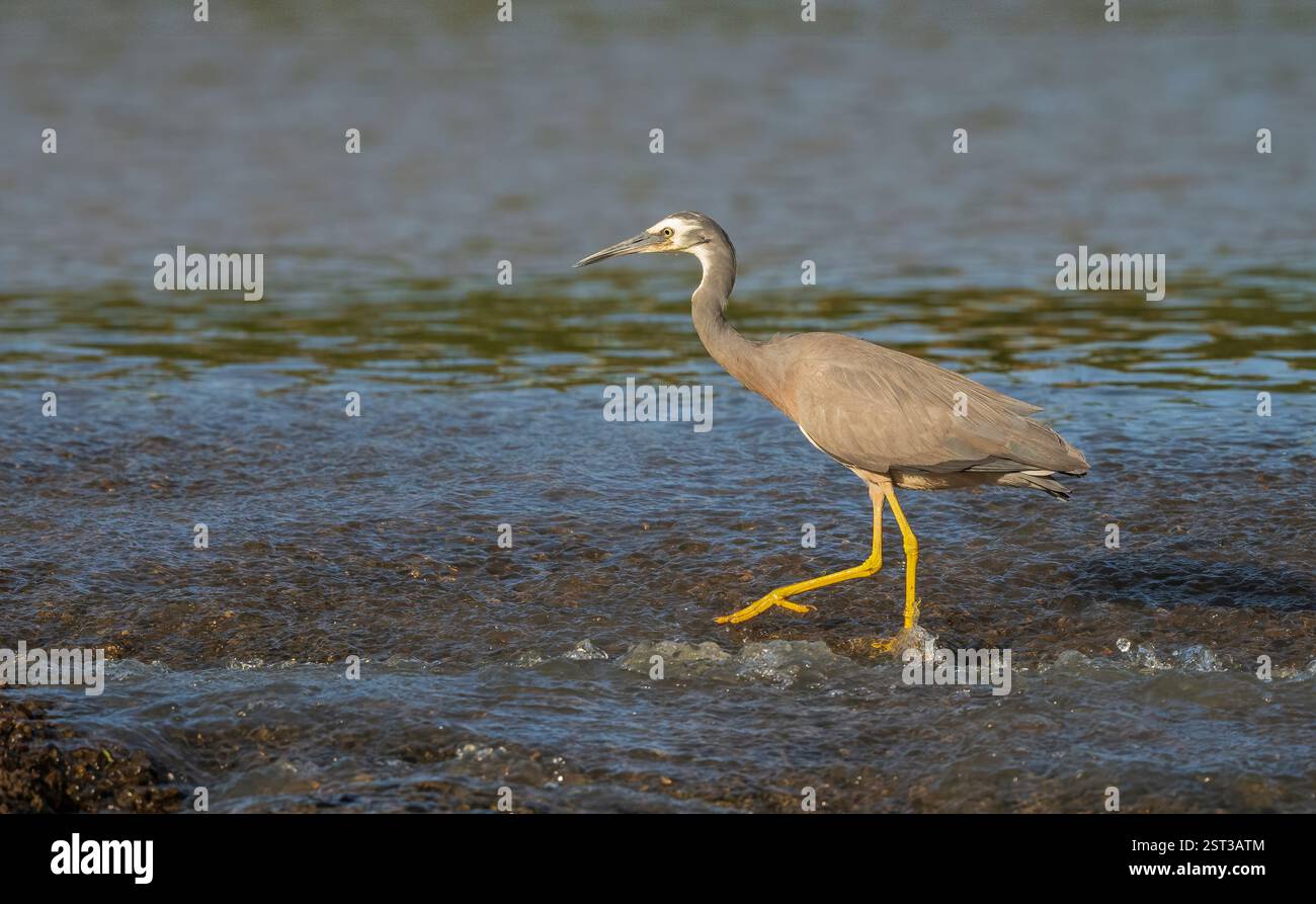 Héron à face blanche (Egretta novaehollandiae) marchant à travers l'eau courante au déversoir d'Oxenford, Gold Coast, Queensland, Australie. Banque D'Images