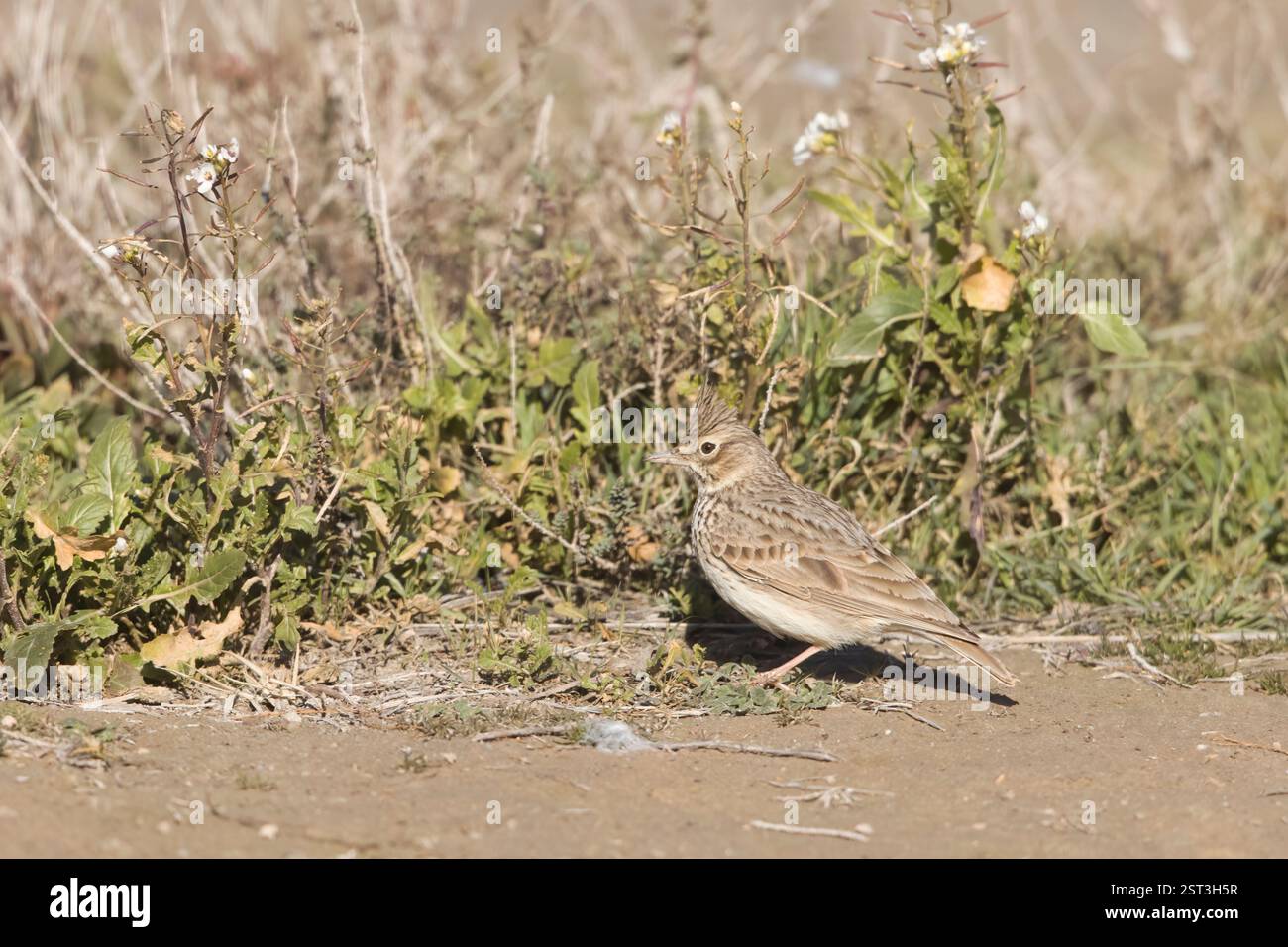 Crête Lark en Espagne en hiver Banque D'Images
