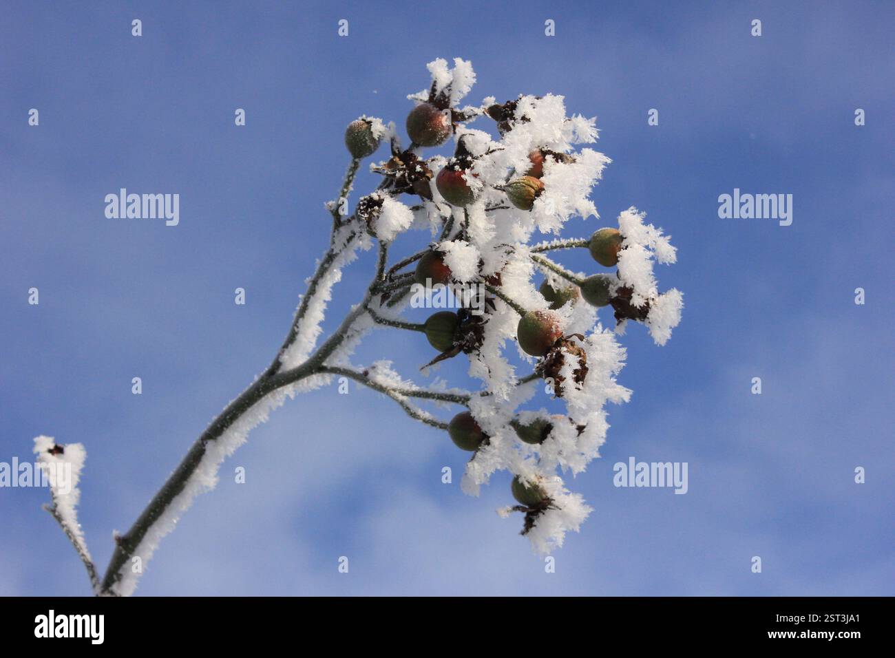 Branche gelée dans le verger contre le ciel bleu Banque D'Images