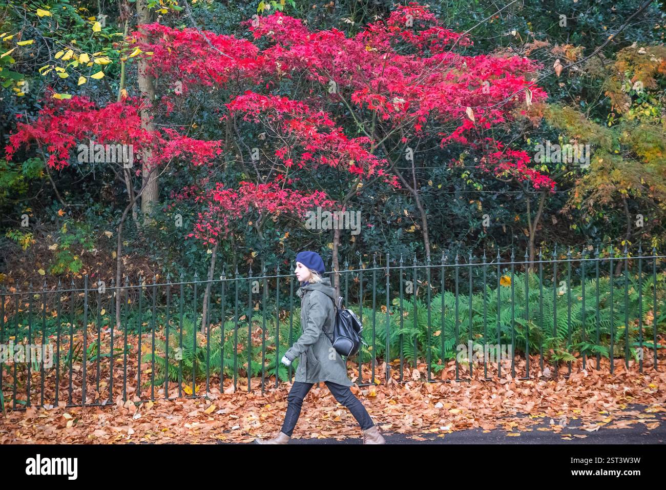 Londres, Royaume-Uni - 6 octobre 2024 - Une touriste marchant dans le parc Greenwich avec de l'érable rouge en automne Banque D'Images