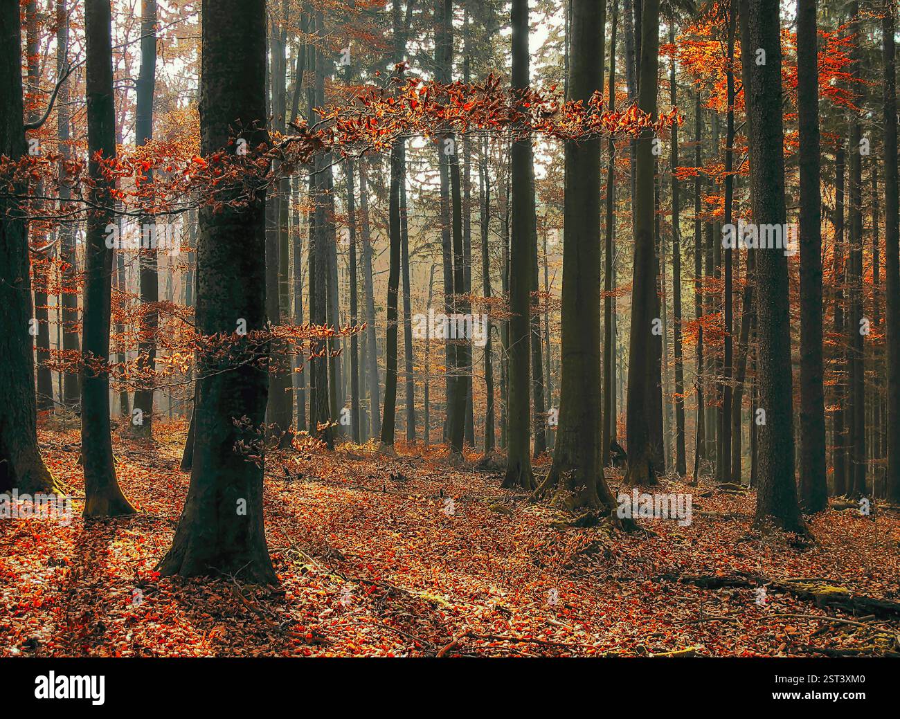 Humeur automnale dans la forêt, couleurs et silence Banque D'Images