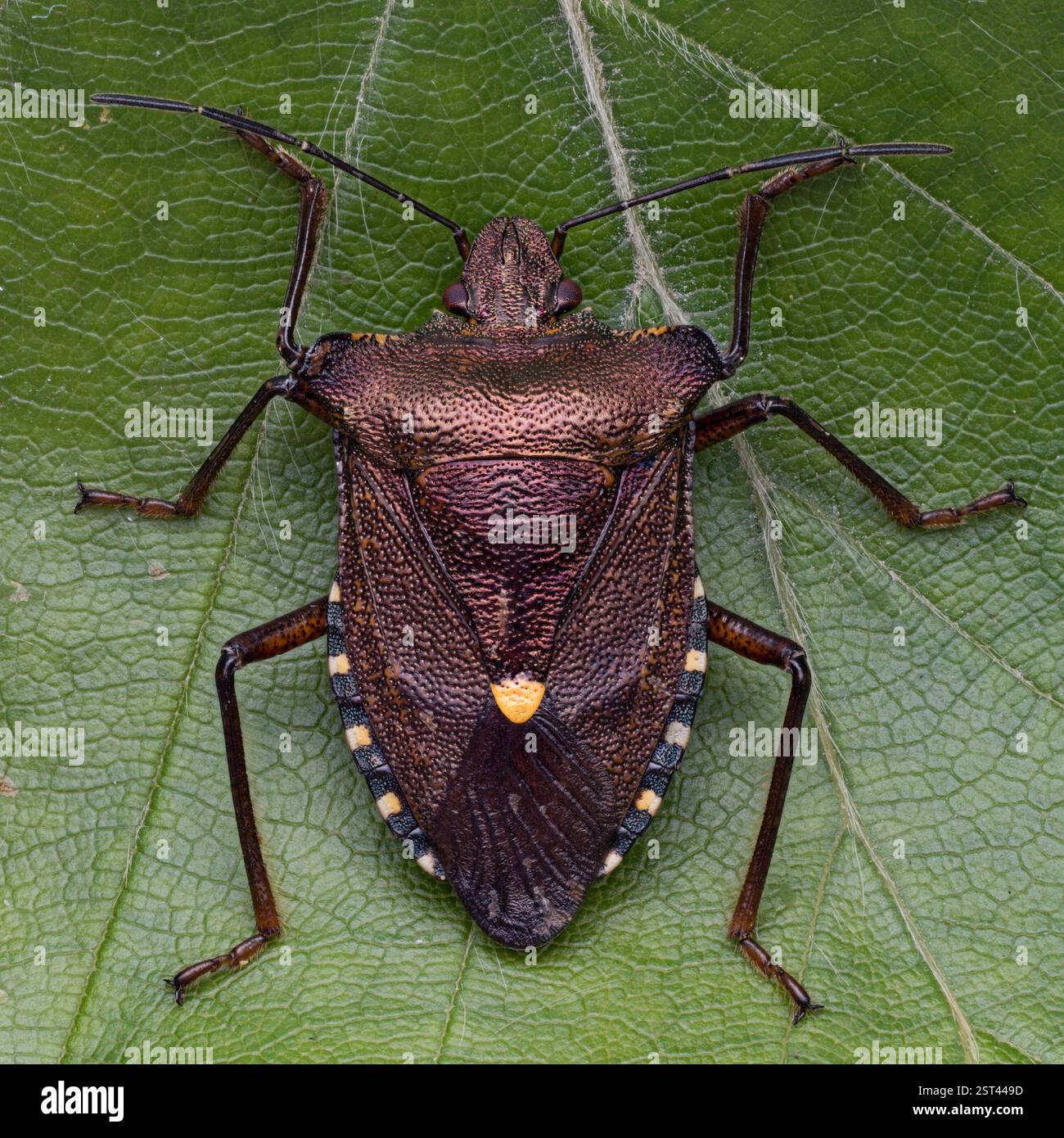 Vue dorsale de Forest Shieldbug (Pentatoma rufipes). Tipperary, Irlande Banque D'Images