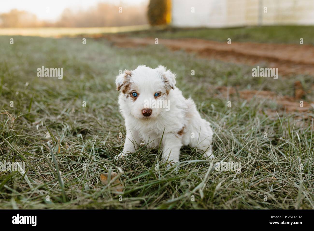 Chiot Red merle Border Collie avec les yeux bleus assis dans l'herbe Banque D'Images
