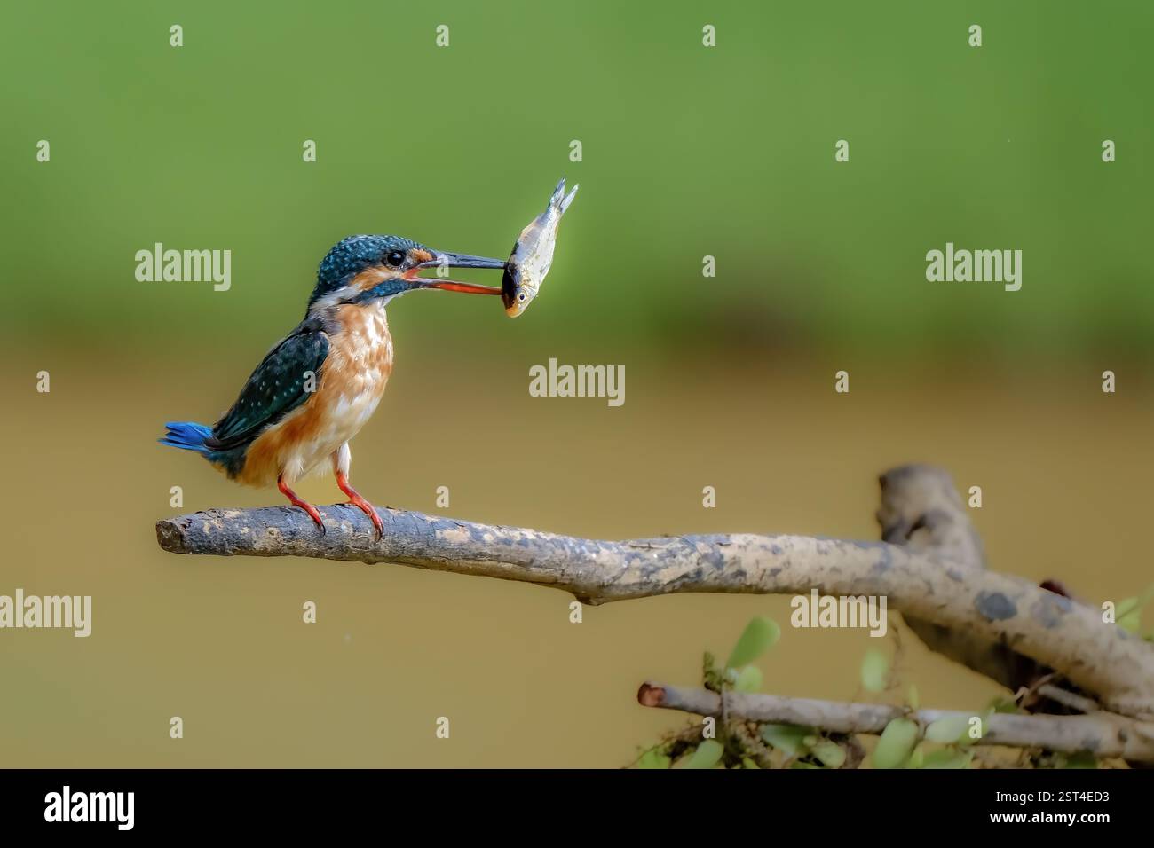 kingfisher commun avec proie sur la branche Banque D'Images