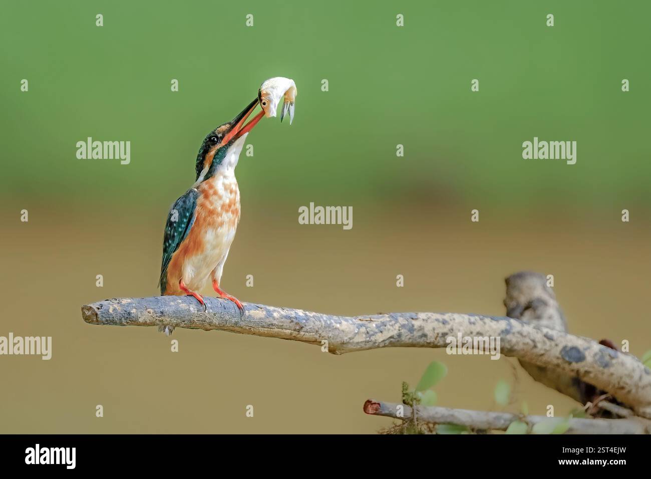 kingfisher commun avec proie sur la branche Banque D'Images