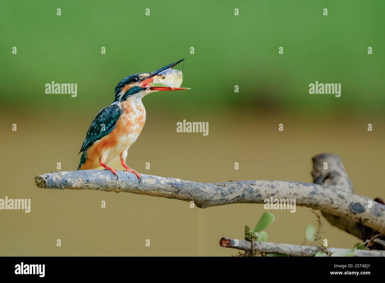 kingfisher commun avec proie sur la branche Banque D'Images