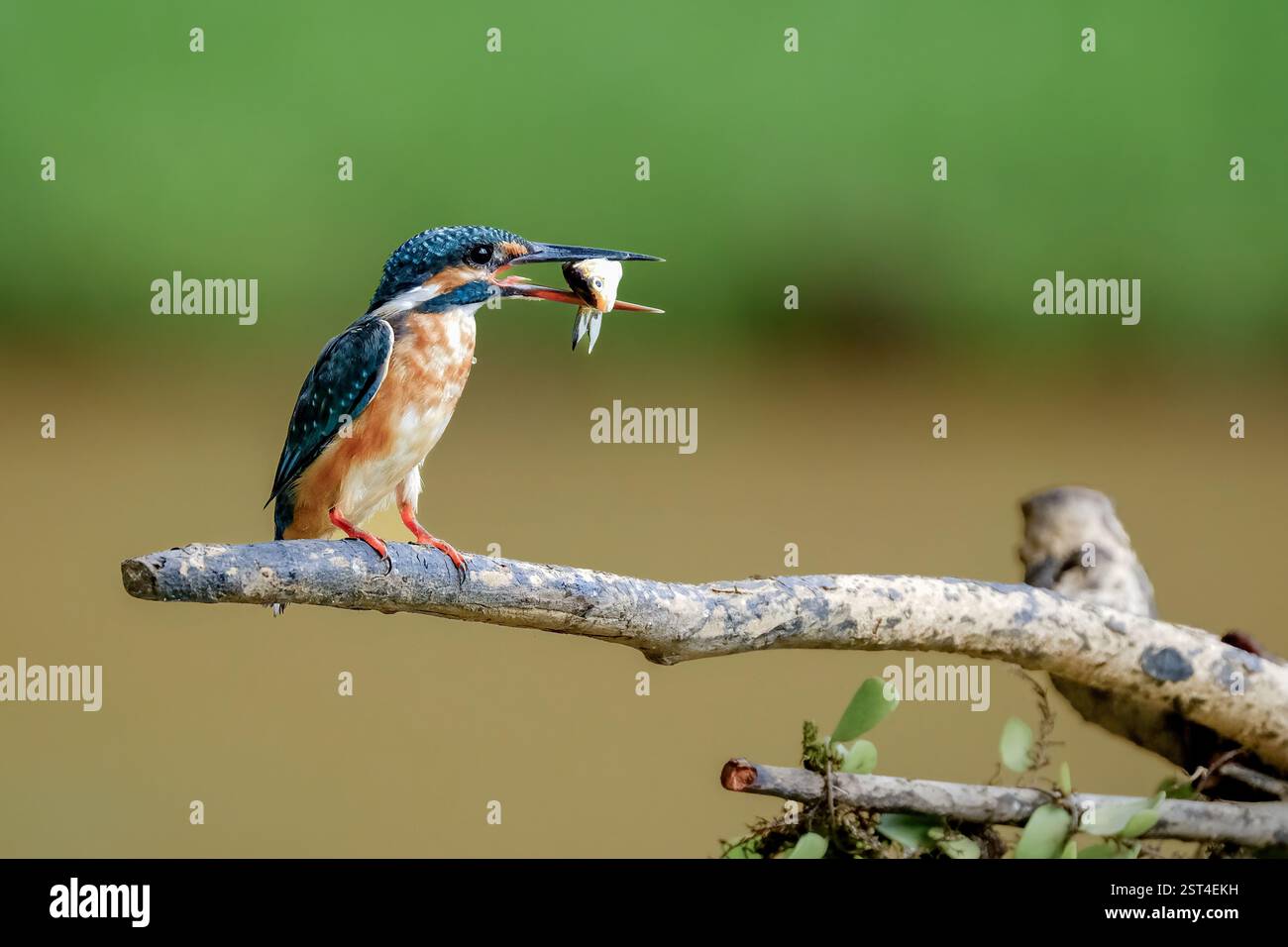 kingfisher commun avec proie sur la branche Banque D'Images