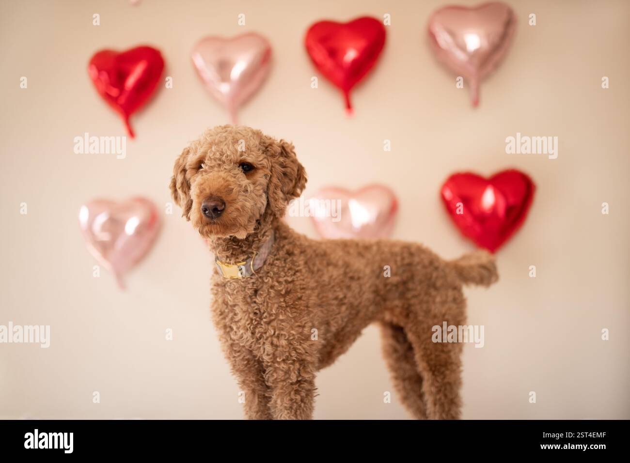Chien avec fond de ballon coeur rouge et rose Banque D'Images