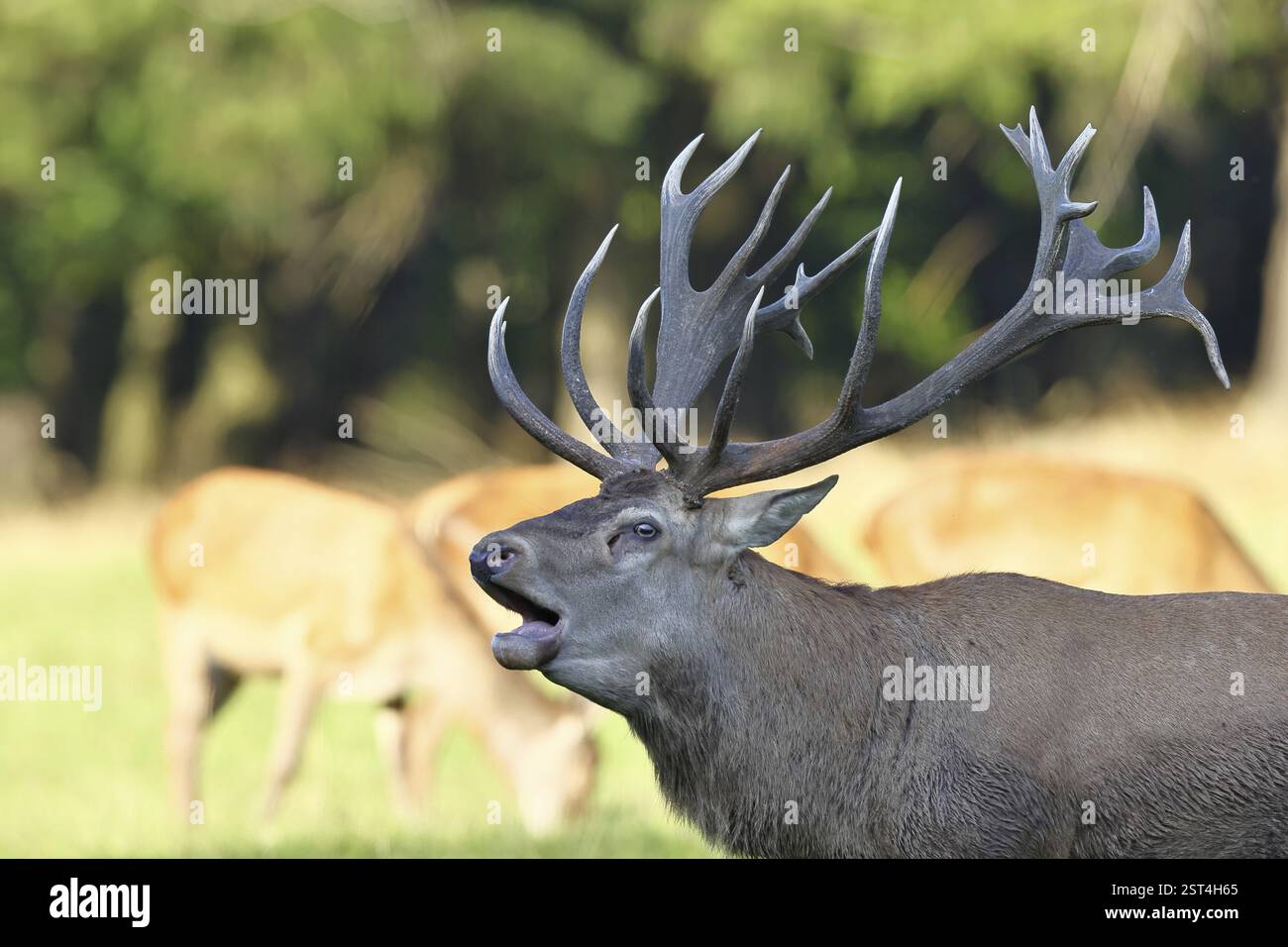 Cerf roux (Cervus elaphus) pendant la saison des ornières, un cerf capital rugissant dans une clairière forestière, portrait d'animaux, faune, Sauerland, Rhénanie-du-Nord-nous Banque D'Images