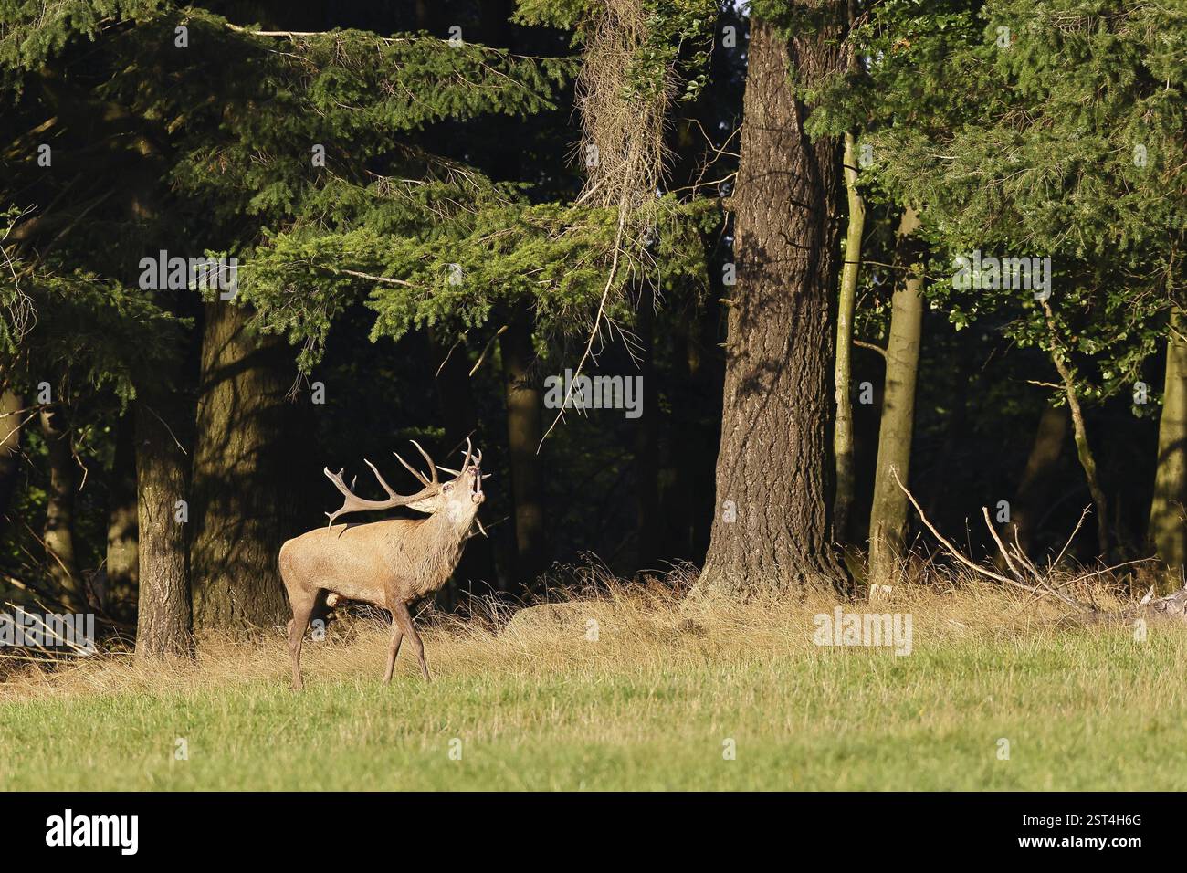 Cerf roux (Cervus elaphus) pendant la saison d'ornithage, grand cerf rugissant dans une clairière forestière, faune sauvage, Sauerland, Rhénanie-du-Nord-Westphalie, Allemagne, Banque D'Images