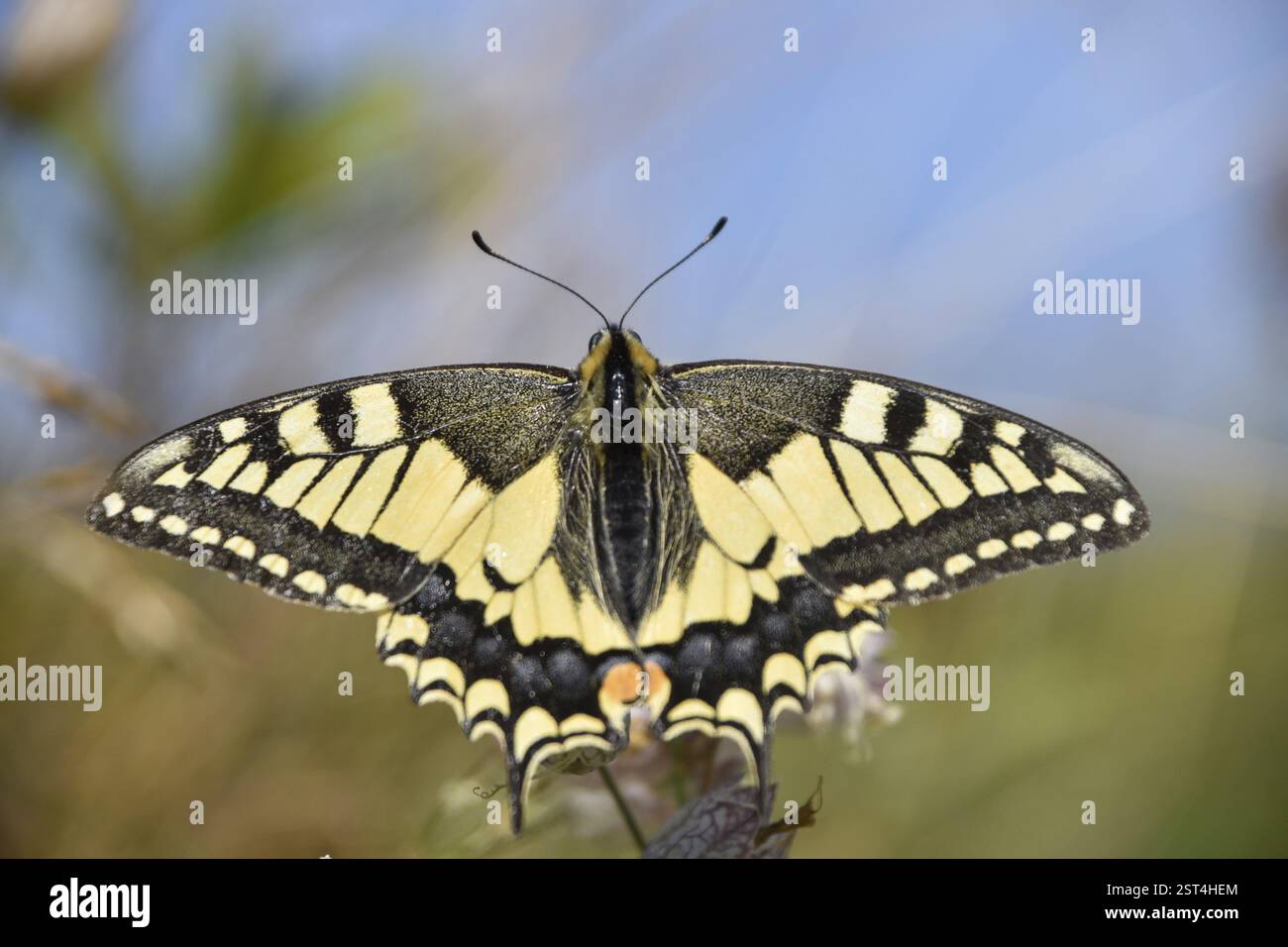 Queue d'aronde (Papilio machaon) vue dans le parc national de Berchtesgaden, Bavière, Allemagne, Europe Banque D'Images