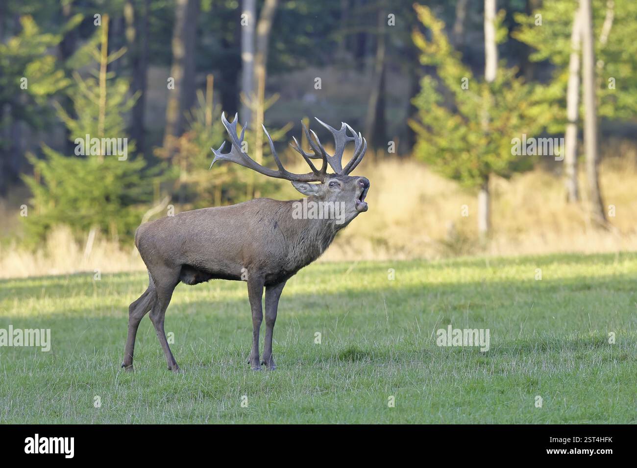 Cerf roux (Cervus elaphus) pendant la saison d'ornithage, grand cerf rugissant dans une clairière forestière, faune sauvage, Sauerland, Rhénanie-du-Nord-Westphalie, Allemagne, Banque D'Images