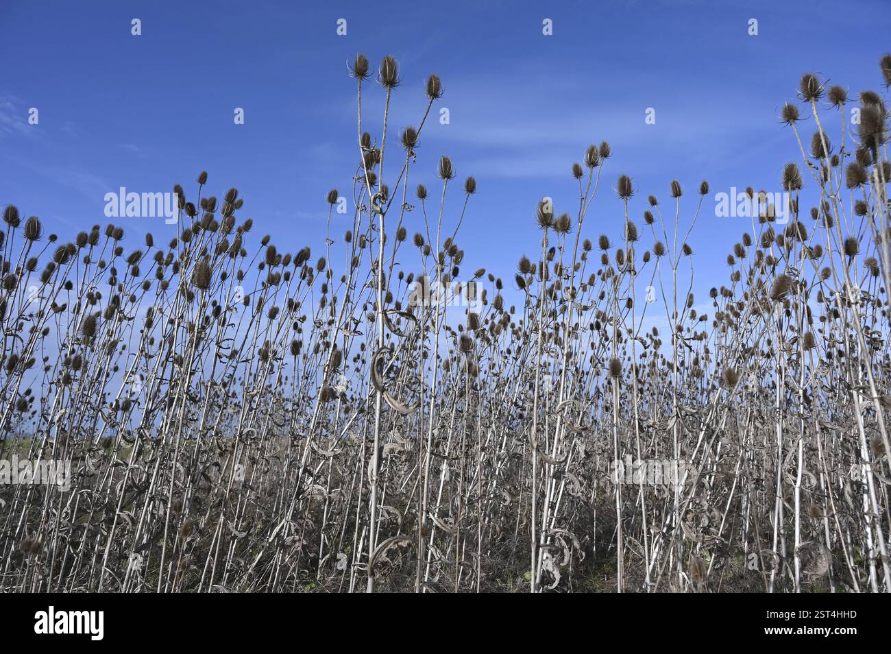 Champ avec teasels sauvages (Dipsacus fullonum), ciel bleu, Bavière, Allemagne, Europe Banque D'Images
