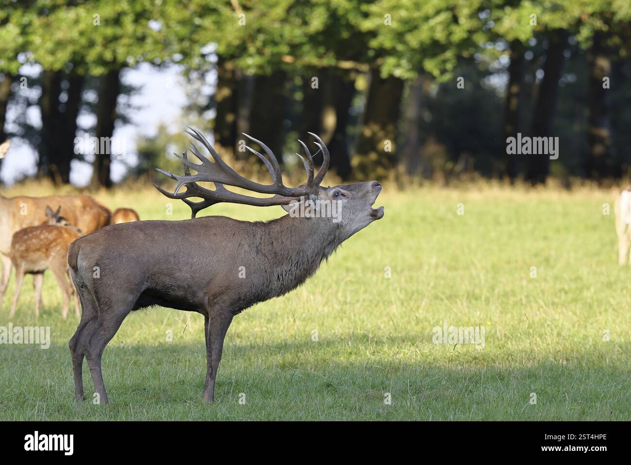 Cerf roux (Cervus elaphus) en saison d'ornit, cerf capital avec des haies rugissant dans une clairière forestière, faune, Sauerland, Rhénanie du Nord-Westphalie, allemand Banque D'Images