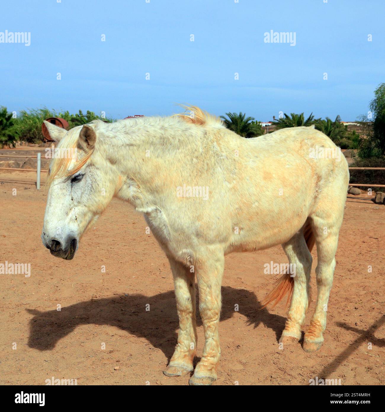 Vieux cheval de sauvetage gris piqué par les puces tombant dans un paddock ensoleillé, Fuerteventura, îles Canaries, Espagne, UE. Prise hiver 2024 Banque D'Images