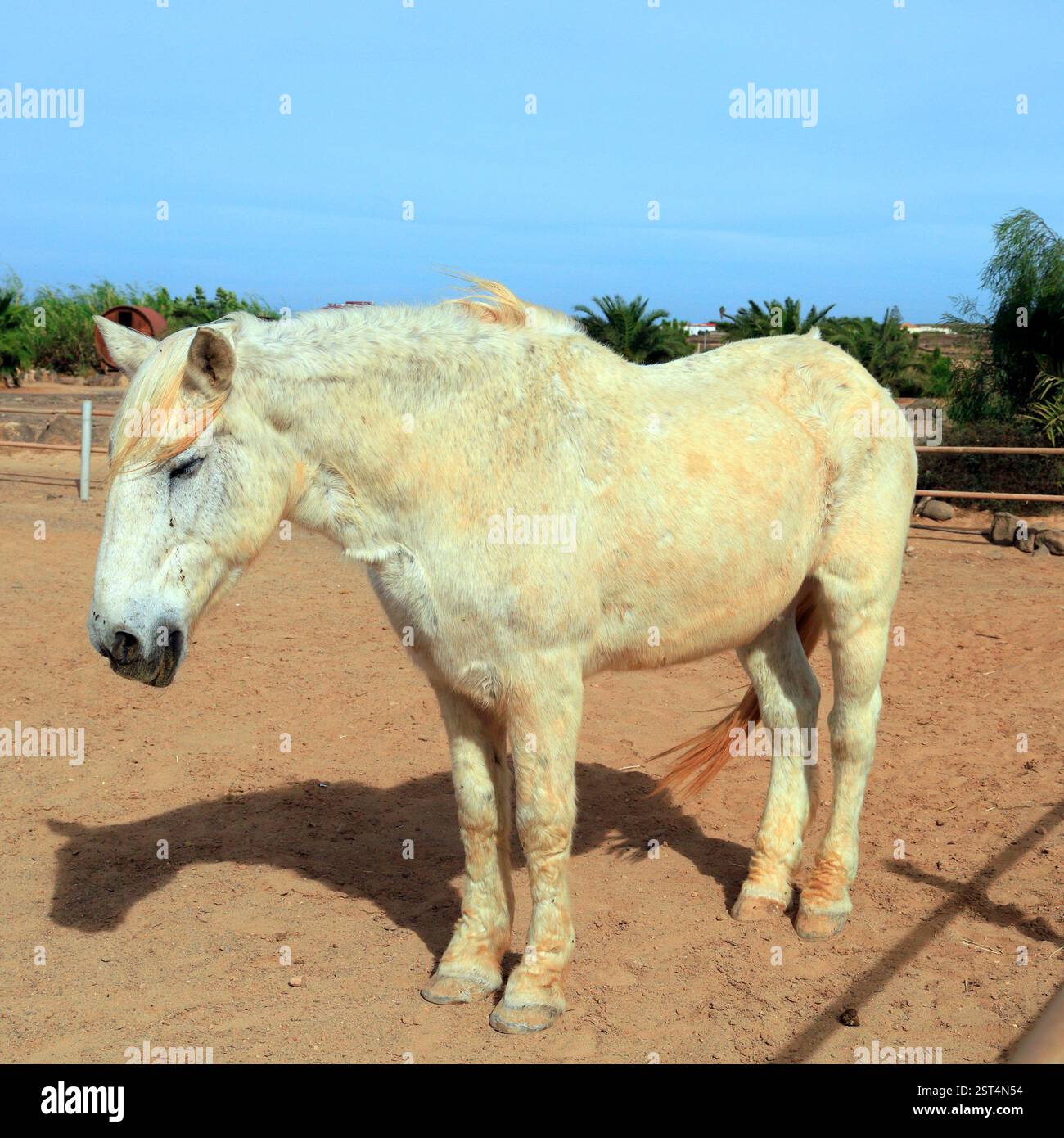 Vieux cheval de sauvetage gris piqué par les puces tombant dans un paddock ensoleillé, Fuerteventura, îles Canaries, Espagne, UE. Prise hiver 2024 Banque D'Images