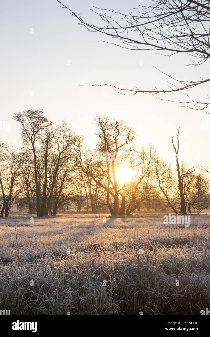 Paysage d'hiver dans le gel au lever du soleil. Prairie et arbres en hiver avec des cristaux de glace et des couleurs chaudes à la lumière du soleil. Réserve naturelle et espaces ouverts dans Banque D'Images