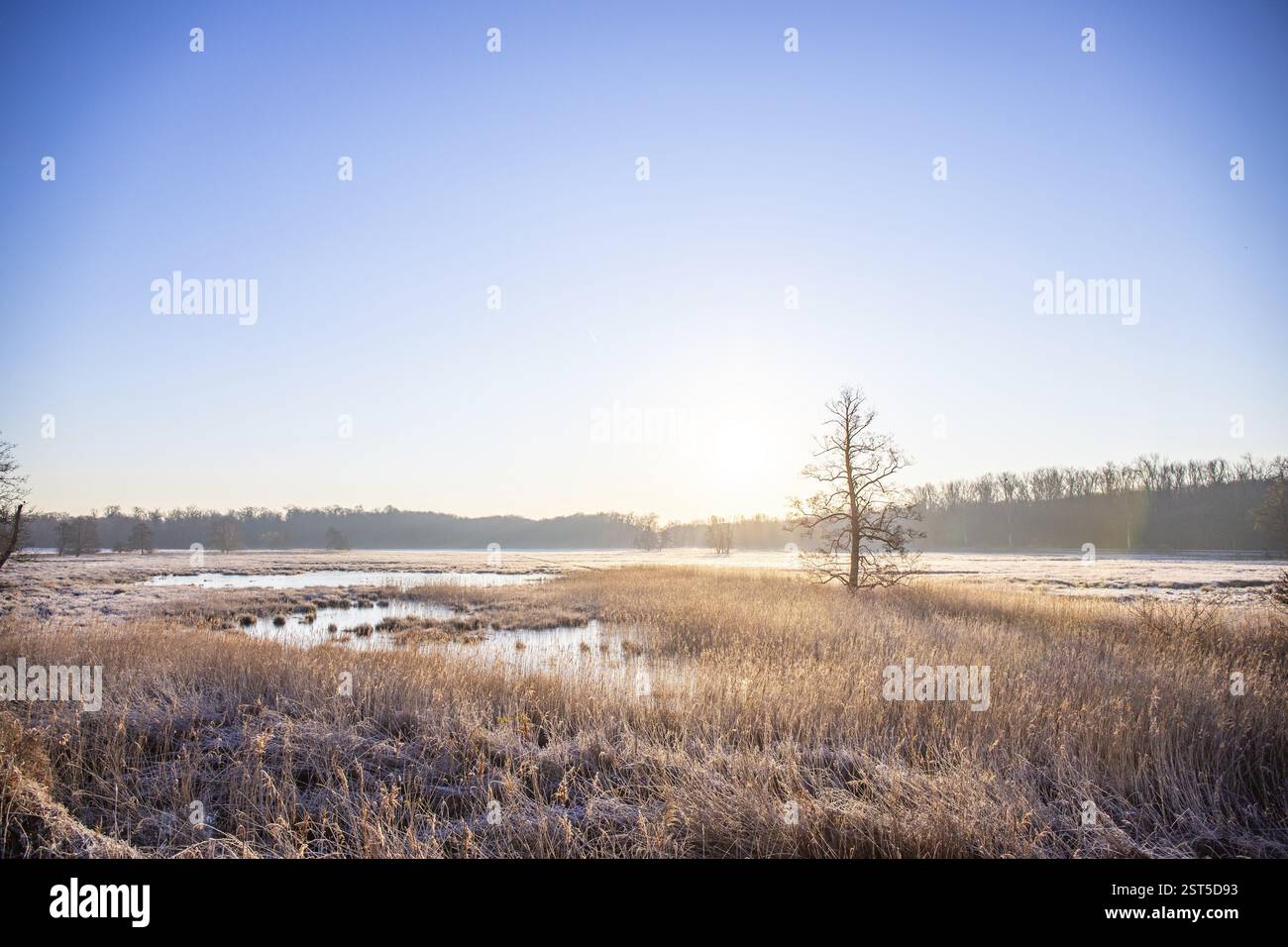 Paysage d'hiver dans le gel au lever du soleil. Prairie et eau stagnante en hiver, avec des cristaux de glace et des couleurs chaudes à la lumière du soleil. Réserve naturelle et ouverte Banque D'Images