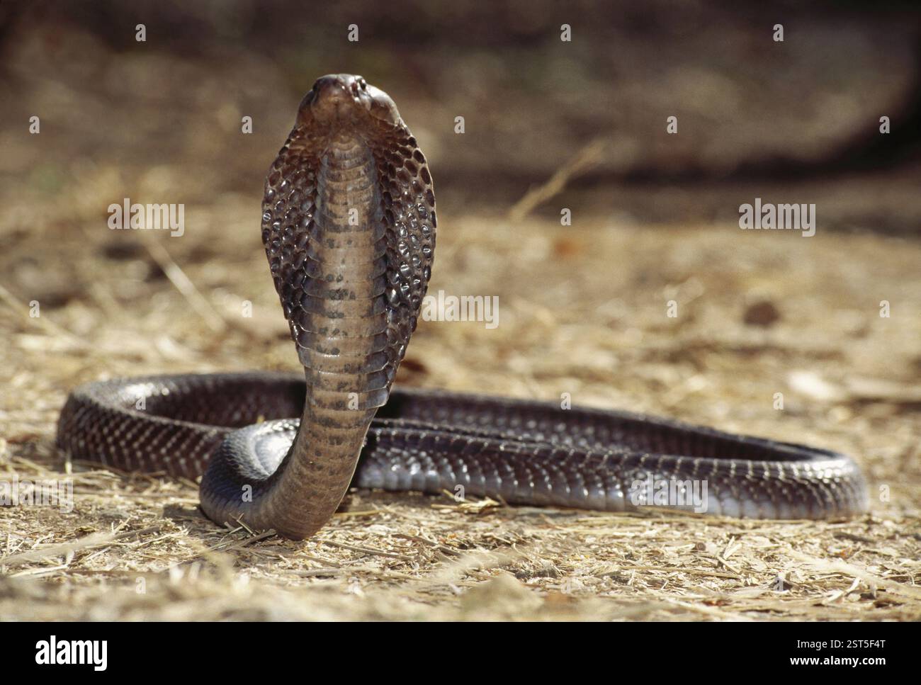 Reptiles, serpents, Cobra Indien spectaculaire Cobra Naja Banque D'Images
