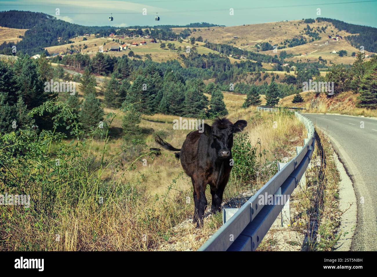 Curieuse vache par la route de montagne regardant la caméra Banque D'Images