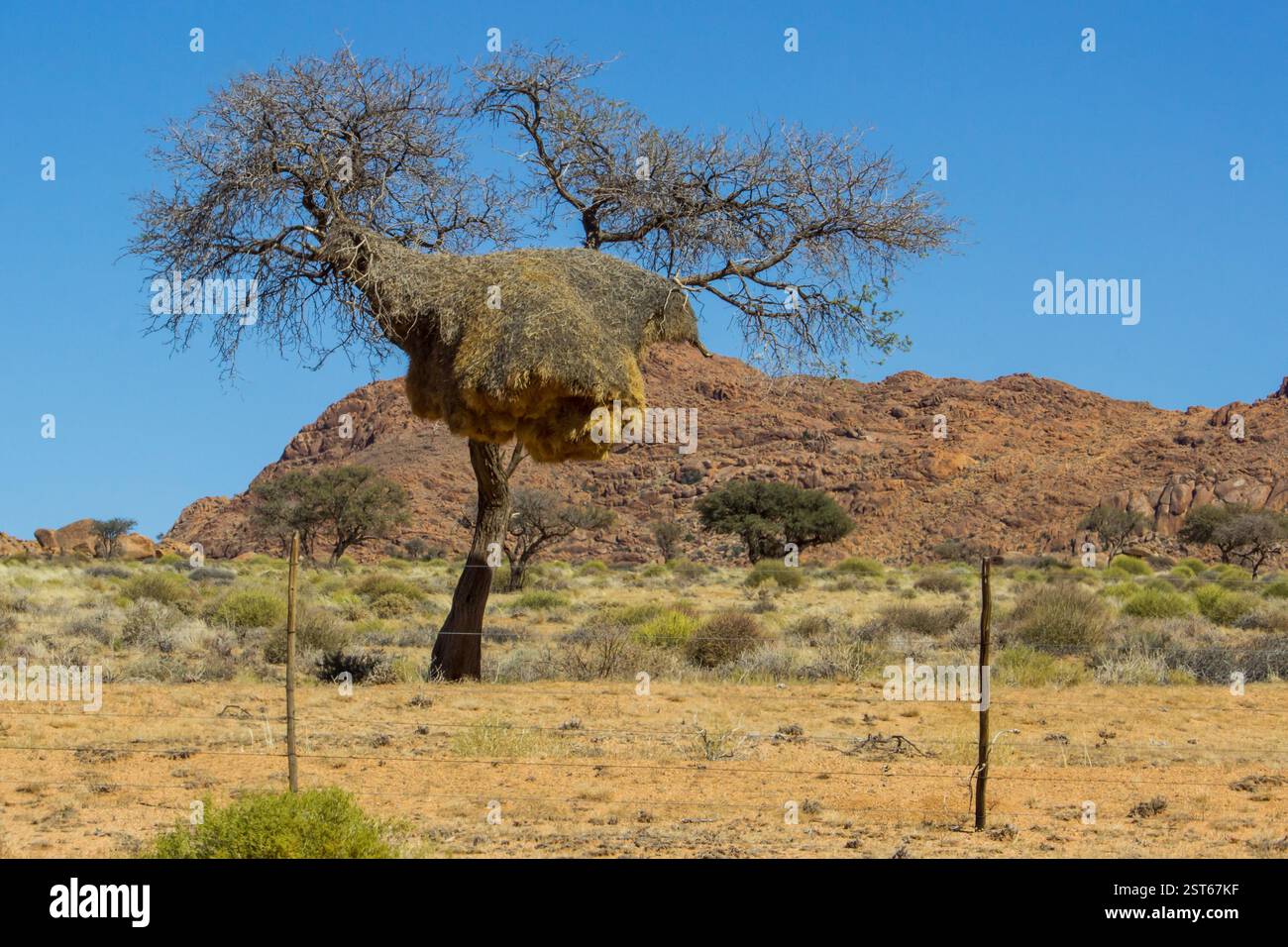 Un Camelthorn Tree (Vachellia, erioloba) parmi les montagnes accidentées Aus, avec un grand nid de tisserands sociables parmi ses branches. Banque D'Images