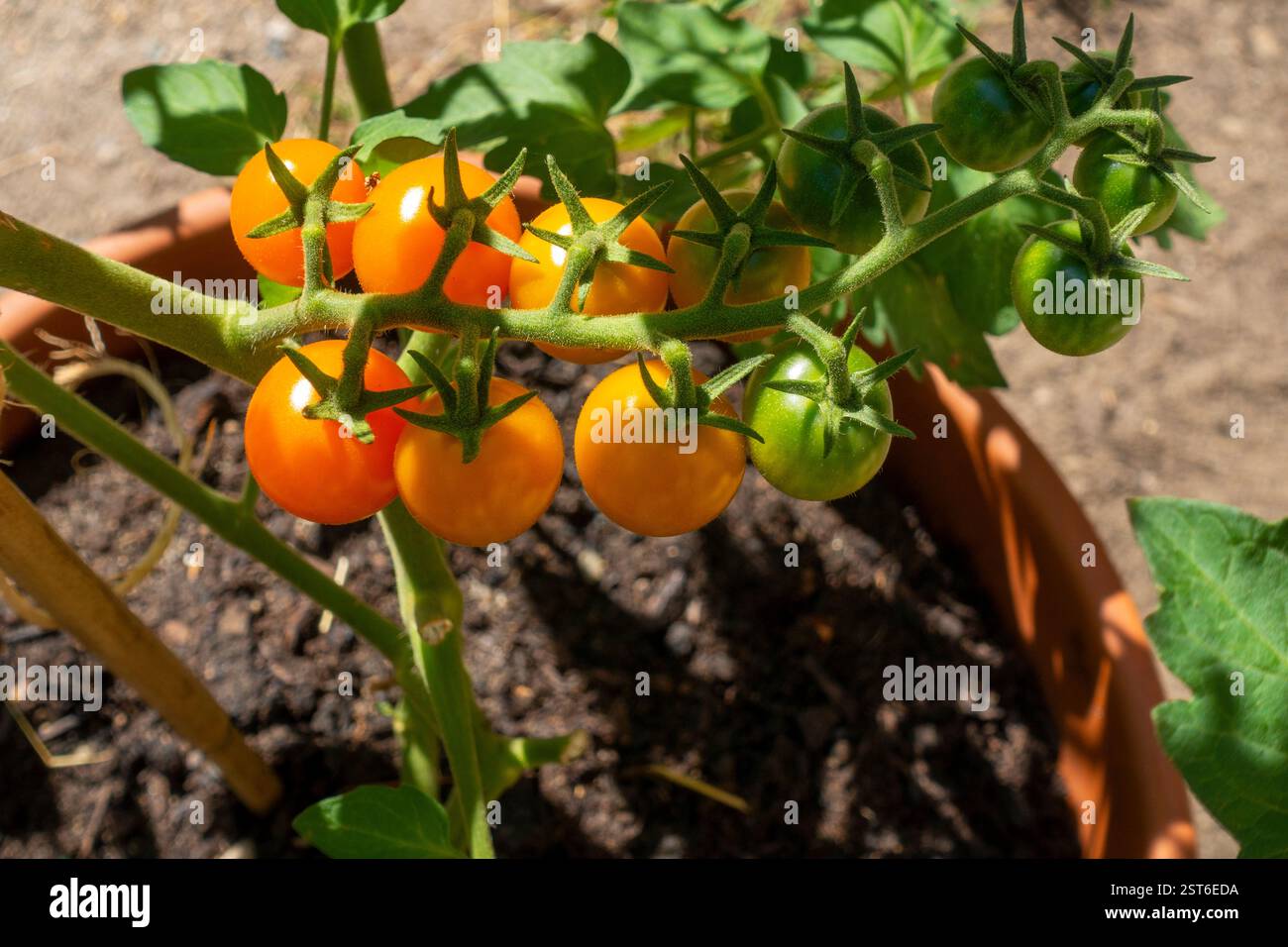 Plante de tomate cerise en pot avec grappes de tomates mûres et en maturation sur la vigne de la plante Banque D'Images
