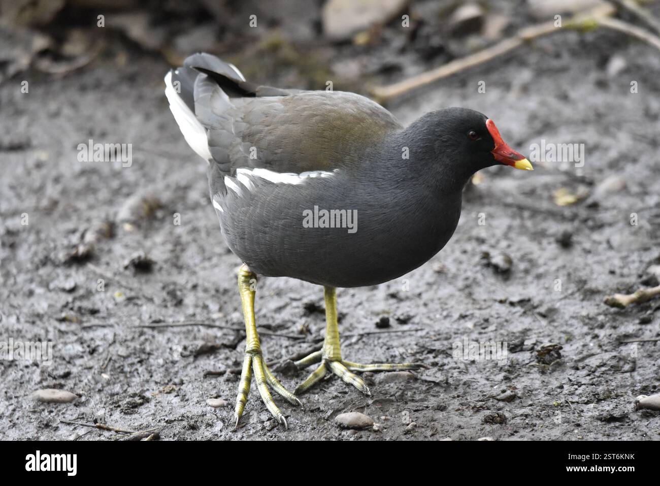 Moorhen commun (Gallinula chloropus) marchant vers Camera on Muddy Ground, Eye on Camera, côté droit, prise en hiver au Royaume-Uni Banque D'Images