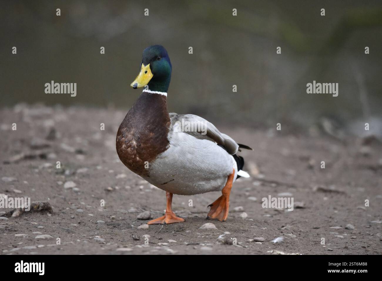 Portrait d'un Drake Mallard (Anas platyrhynchos) marchant sur les rives du lac vers Camera avec un pied levé et Eye on Camera, pris en hiver au Royaume-Uni Banque D'Images