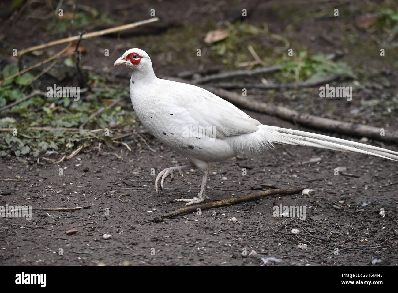 Phasianus colchicus (Phasianus colchicus) marchant de droite à gauche, un pied levé, sur un sol boueux, prise au Royaume-Uni en hiver Banque D'Images