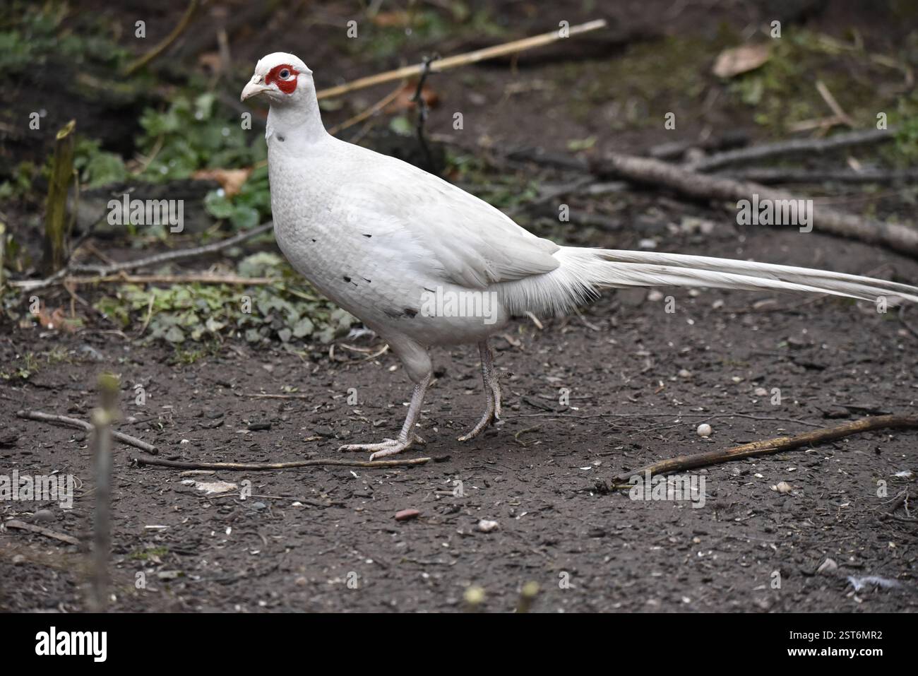 Côté gauche Portrait d'un faisan commun leucistique (Phasianus colchicus) sur un sol boueux, pris en hiver dans le Staffordshire, Royaume-Uni Banque D'Images