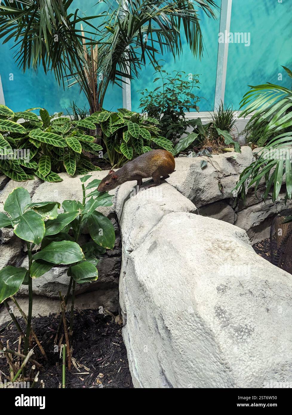 Un Agouti au musée des Sciences d'Orlando - Image de stock capturée avec un smartphone