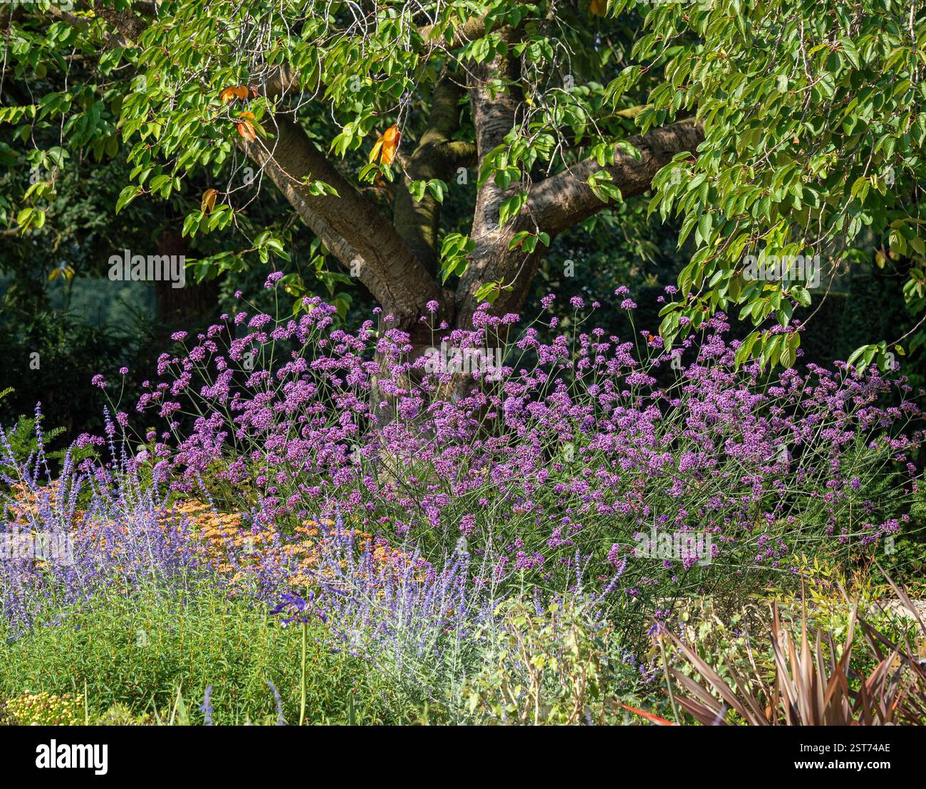 Des masses de Verbena bonariensis pourpre fleurissent sous un arbre, faisant partie d'un schéma de plantation informel avec l'Achille orange et la sauge russe pourpre dans le gard britannique Banque D'Images