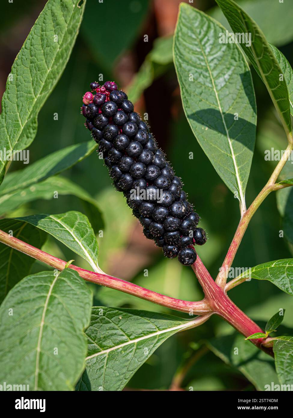 Gros plan sur les baies toxiques et noires brillantes de Phytolacca americana (pokeweed américain), une plante toxique qui pousse dans un jardin britannique. Banque D'Images