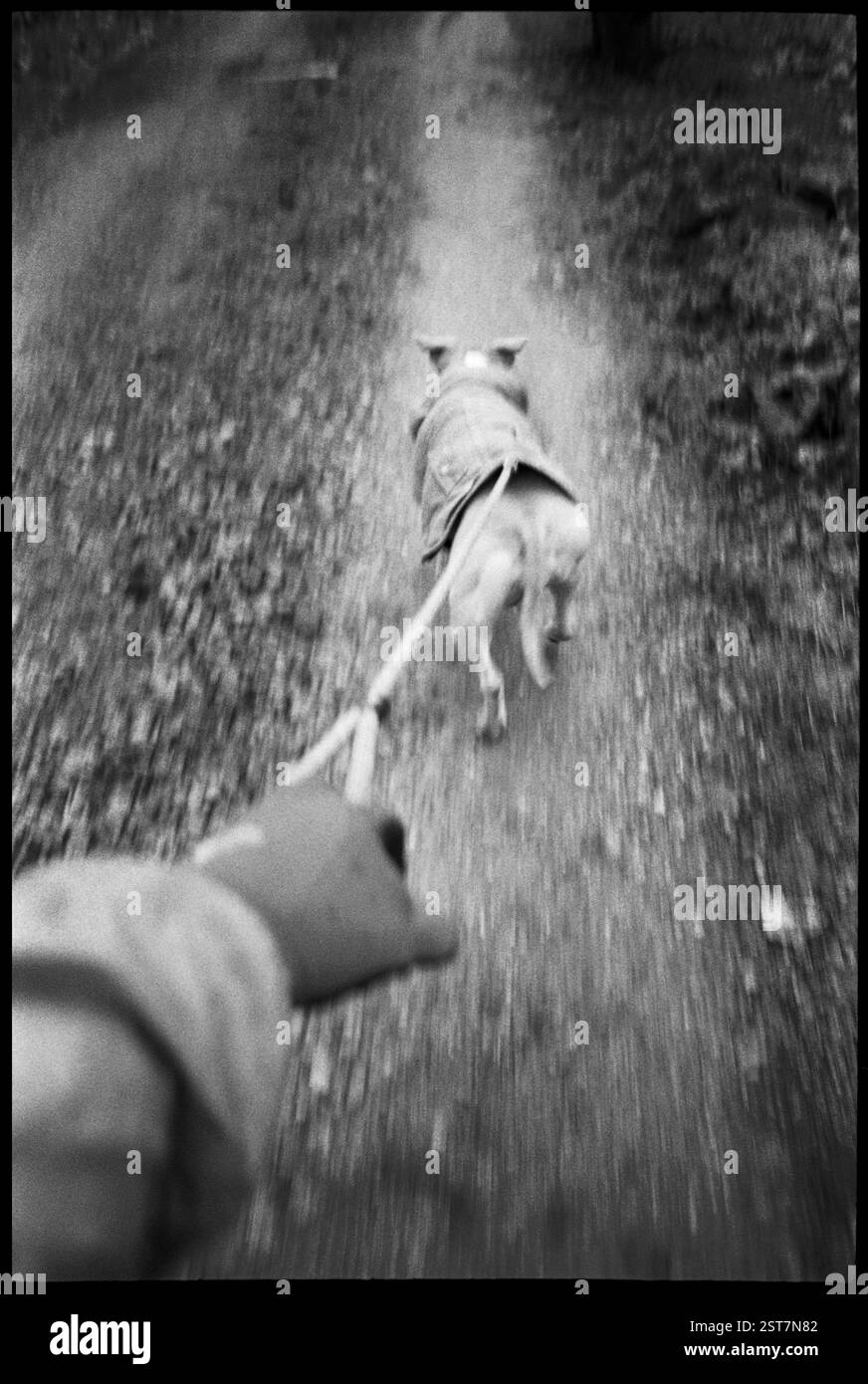 MM00008-22..... WASHINGTON - promener le chien. Appareil photo Olympus X2A avec film Ilford HP5 plus. Banque D'Images