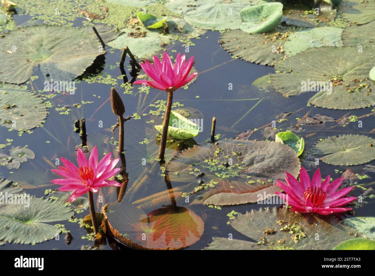 Lotus (Nelumbo nucifera), Water Lilly Rose lilies Banque D'Images