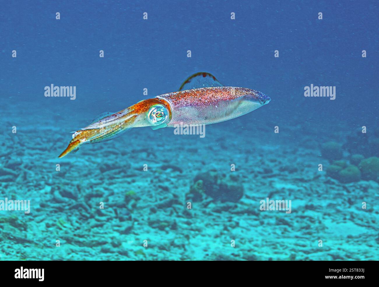 Calmar de récif des Caraïbes, Sepioteuthis sepioidea, communément appelé calmar de récif, est une espèce de calmar en forme de torpille avec des nageoires ondulées qui e Banque D'Images