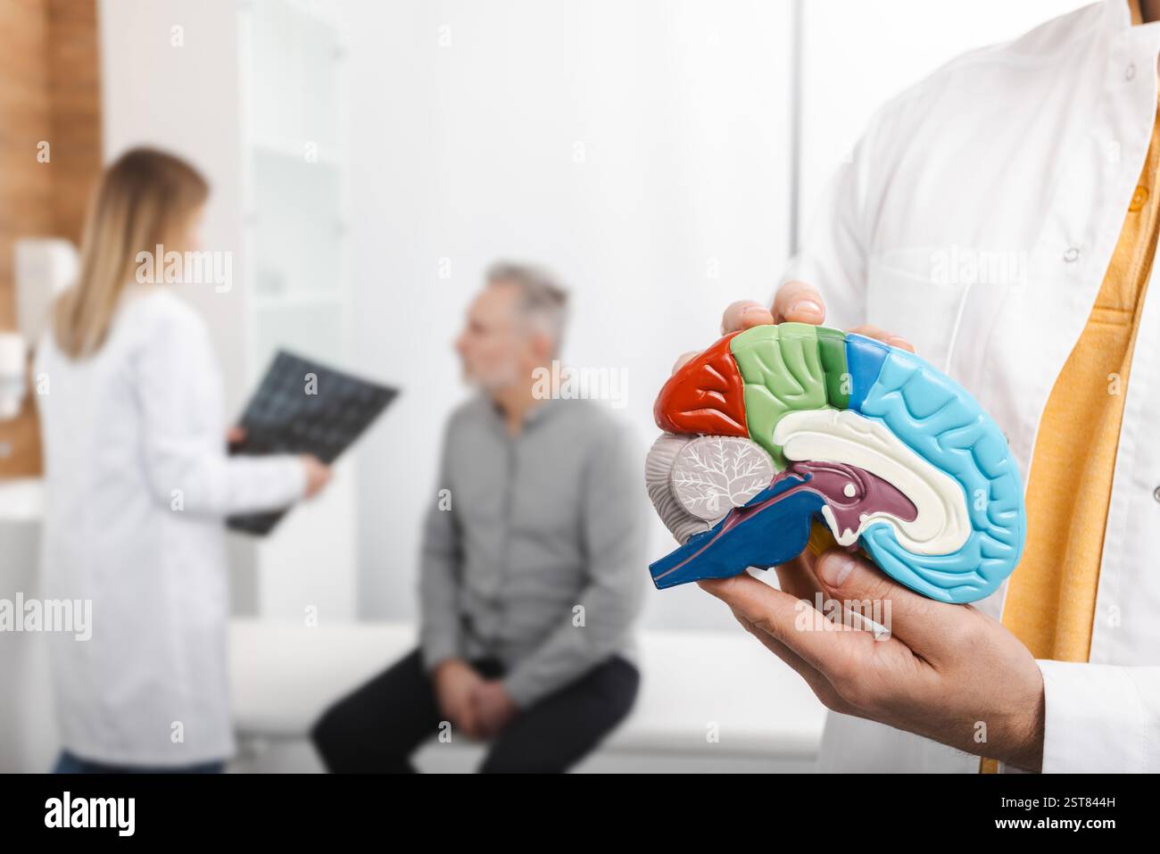 Neurologie, image conceptuelle. Modèle anatomique du cerveau humain avec structures en avant-plan de la consultation neurologique avec patient sénior à l'hôpital Banque D'Images