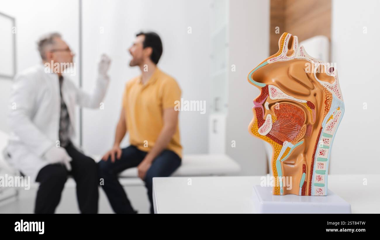 Diagnostic et traitement des maladies ORL. Modèle anatomique de la cavité nasale et buccale sur la table au-dessus du médecin de fond faisant l'examen de la gorge pour le patient Banque D'Images