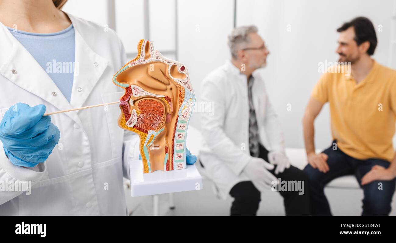 Modèle anatomique de la cavité buccale et spatule d'inspection de la gorge dans les mains du médecin. L'oto-rhino-laryngologiste examine la gorge de l'homme adulte Banque D'Images
