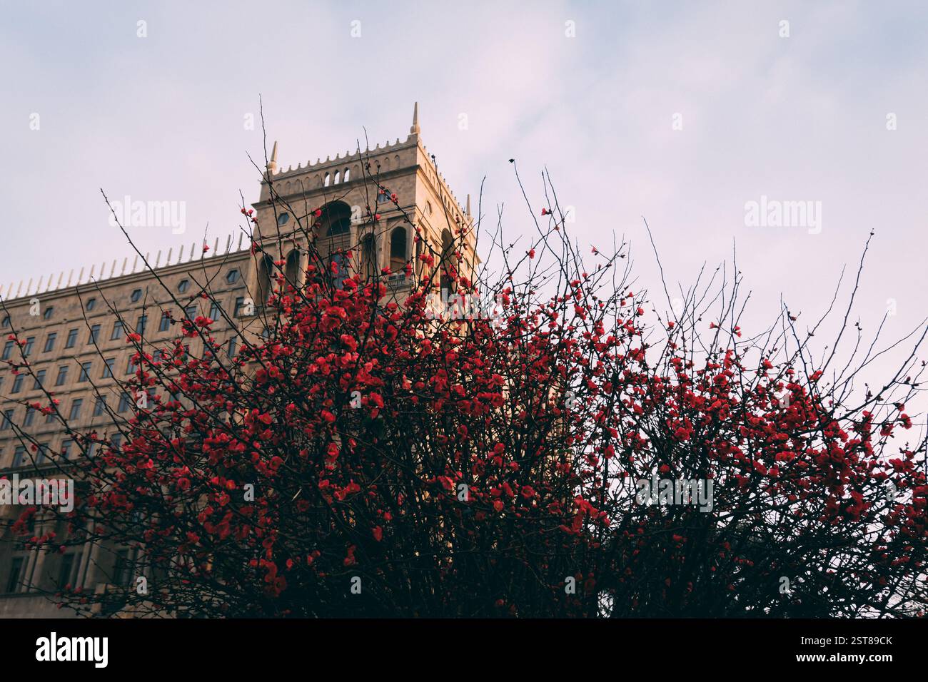 Coing japonais rouge fleurit des branches d'arbre. Bakou, Azerbaïdjan. 02.02.2025. Banque D'Images
