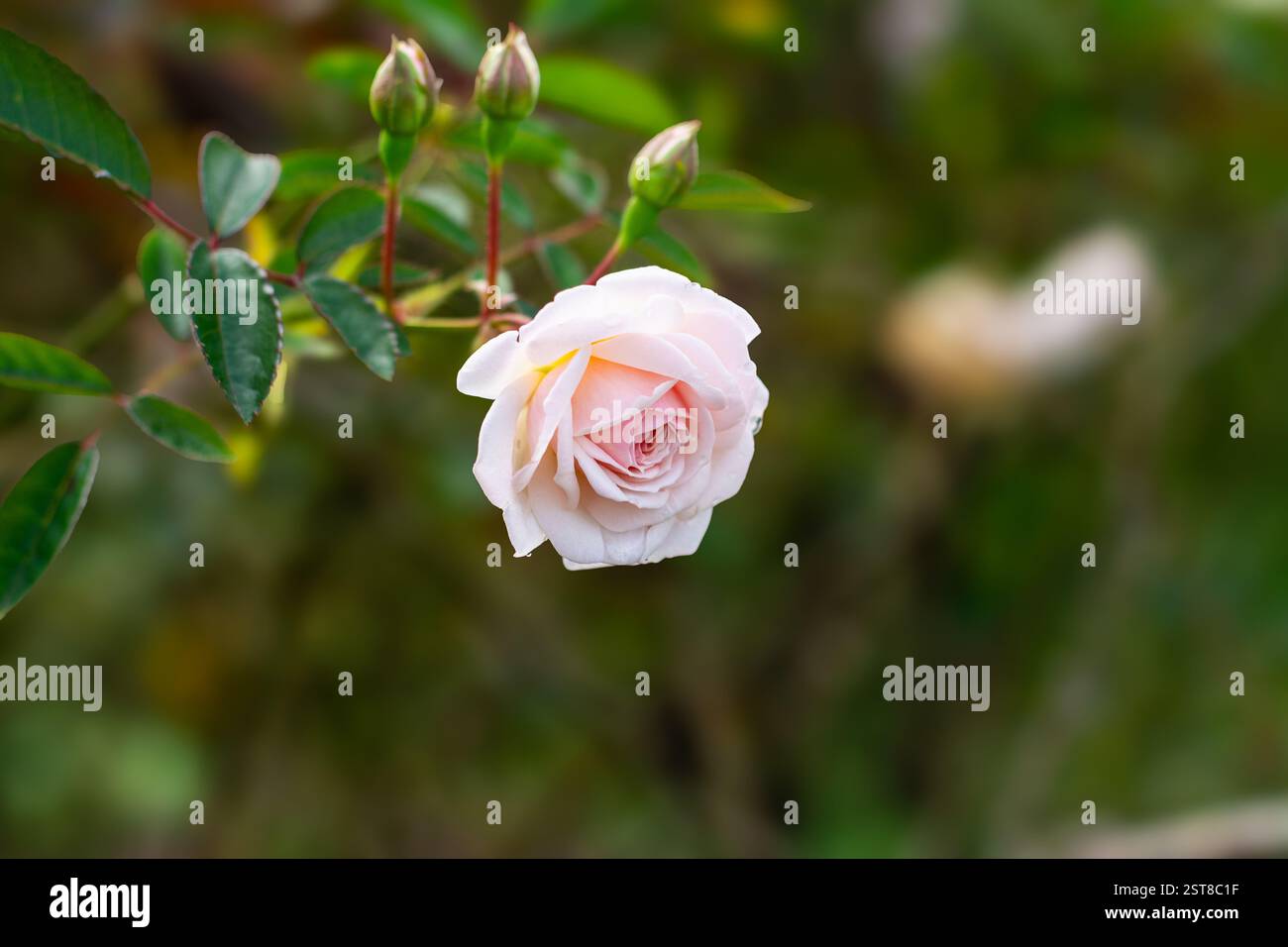 Belle rose indica, également connue sous le nom de (Rose Bengale ou Rose lunaire) sur la même plante, avec un fond flou. Banque D'Images