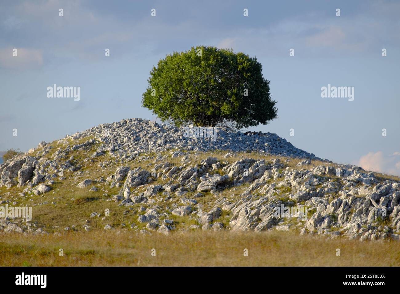Chêne solitaire dans un paysage aride, Gacko, Bosnie-Herzégovine Banque D'Images