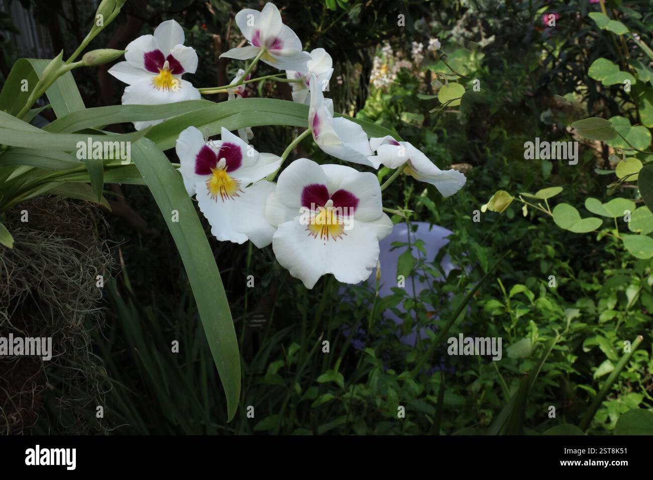 Une orchidée Miltoniopsis Herralexandre avec deux branches de fleurs en fleurs et des boutons floraux, dans un jardin Banque D'Images