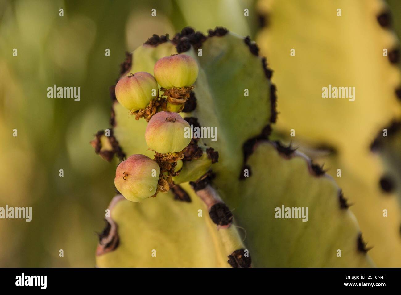 Gros plan de gousses de graines mûrissant sur un cactus candélabre. Banque D'Images